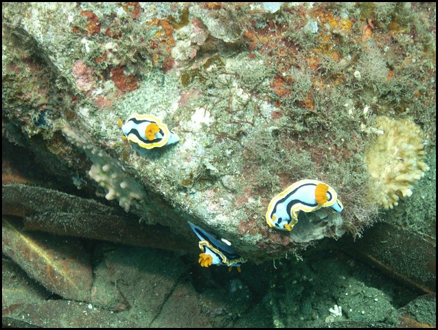 M0011102.JPG