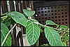 IMG_4127.JPG