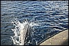 IMG_4257.JPG
