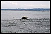 IMG_4217.JPG