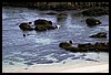 IMG_4293.JPG