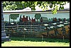 IMG_2174.jpg