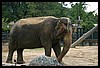 IMG_2443.JPG