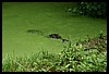 IMG_2473.JPG
