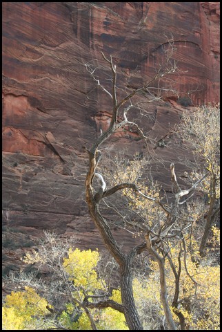 Zion NP Thanksgiving Family Reunion 2007-026_2.JPG