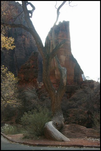 Zion NP Thanksgiving Family Reunion 2007-028_2.JPG