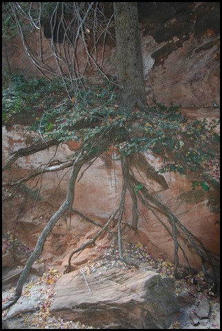Zion NP Thanksgiving Family Reunion 2007-136.JPG