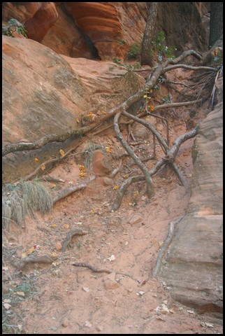 Zion NP Thanksgiving Family Reunion 2007-138.JPG