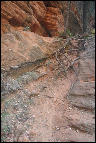 Zion NP Thanksgiving Family Reunion 2007-139.JPG
