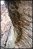 Zion NP Thanksgiving Family Reunion 2007-005.JPG