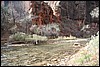 Zion NP Thanksgiving Family Reunion 2007-035.JPG