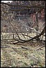 Zion NP Thanksgiving Family Reunion 2007-040.JPG