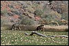 Zion NP Thanksgiving Family Reunion 2007-100.JPG