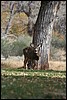 Zion NP Thanksgiving Family Reunion 2007-101.JPG