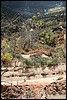 Zion NP Thanksgiving Family Reunion 2007-118.JPG
