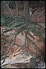 Zion NP Thanksgiving Family Reunion 2007-136.JPG