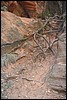 Zion NP Thanksgiving Family Reunion 2007-138.JPG